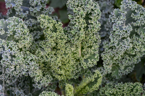 Dark green ruffled kale growing in a kitchen garden, a healthy addition to salads and other meals 
