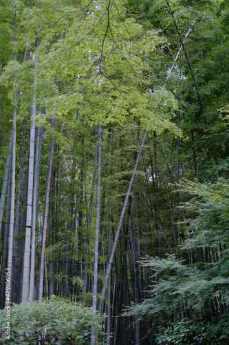 tall bamboo grove
