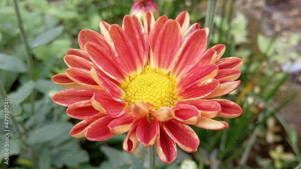 flower like sun flower like sun