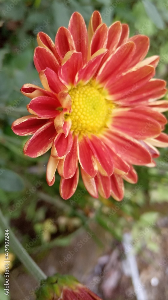 flower like sun flower like sun