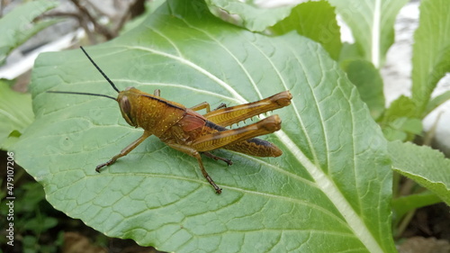 grasshopper on the leaf © arif