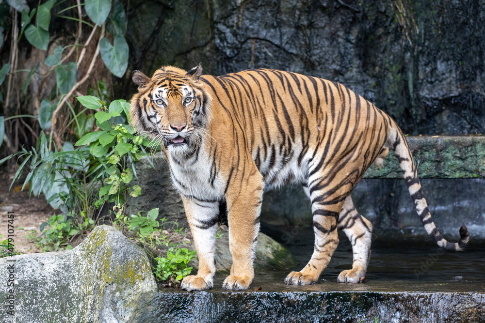 Obraz premium Close up bengal tiger is beautiful animal and dangerous in forest