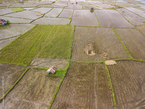 Aerial of a vast area of rice paddies interspersed with small resting sheds in Tubigon, Bohol. Flat plains used for agricultural use. photo