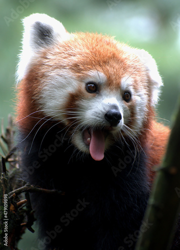 Red panda with tongue out Central Park Zoo