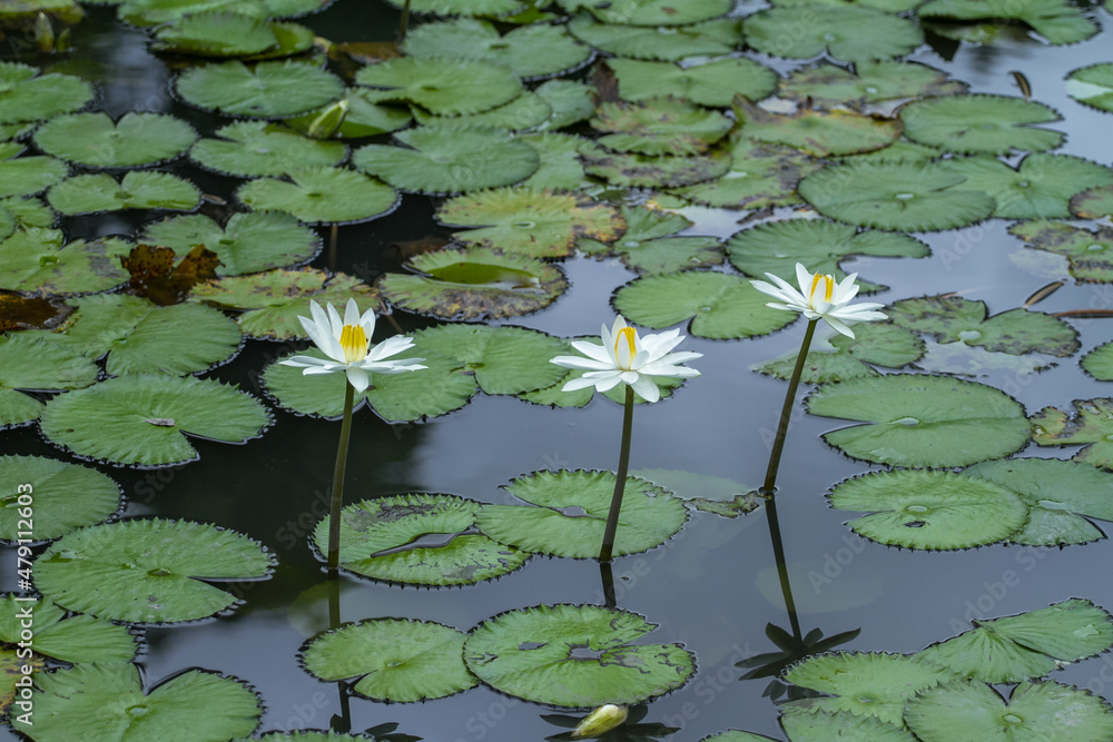 lotus flowers in the pond