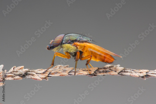 Baby soldier fly with smooth background