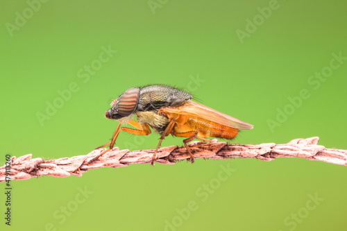 Baby soldier fly with green background photo
