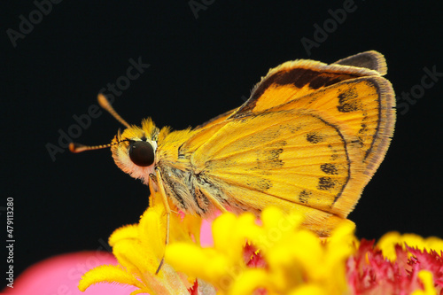 Butterfly on flower