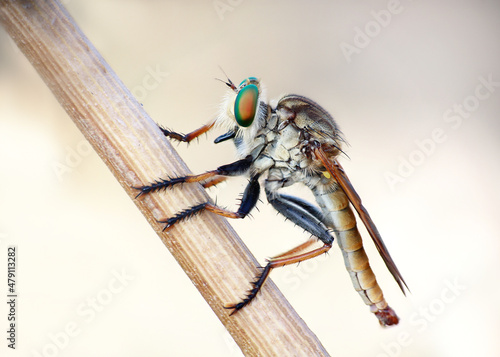 Common robberfly on a branch