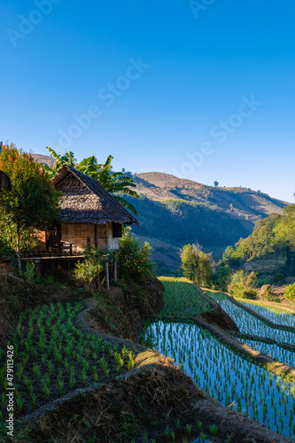 Bild auf Leinwand rice fields in Northern Thailand, rice farms in Thailand, rice paddies in the mountains of Northern Thailand Chiang Mai Doi Inthanon