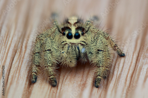 close up of a spider on a leaf