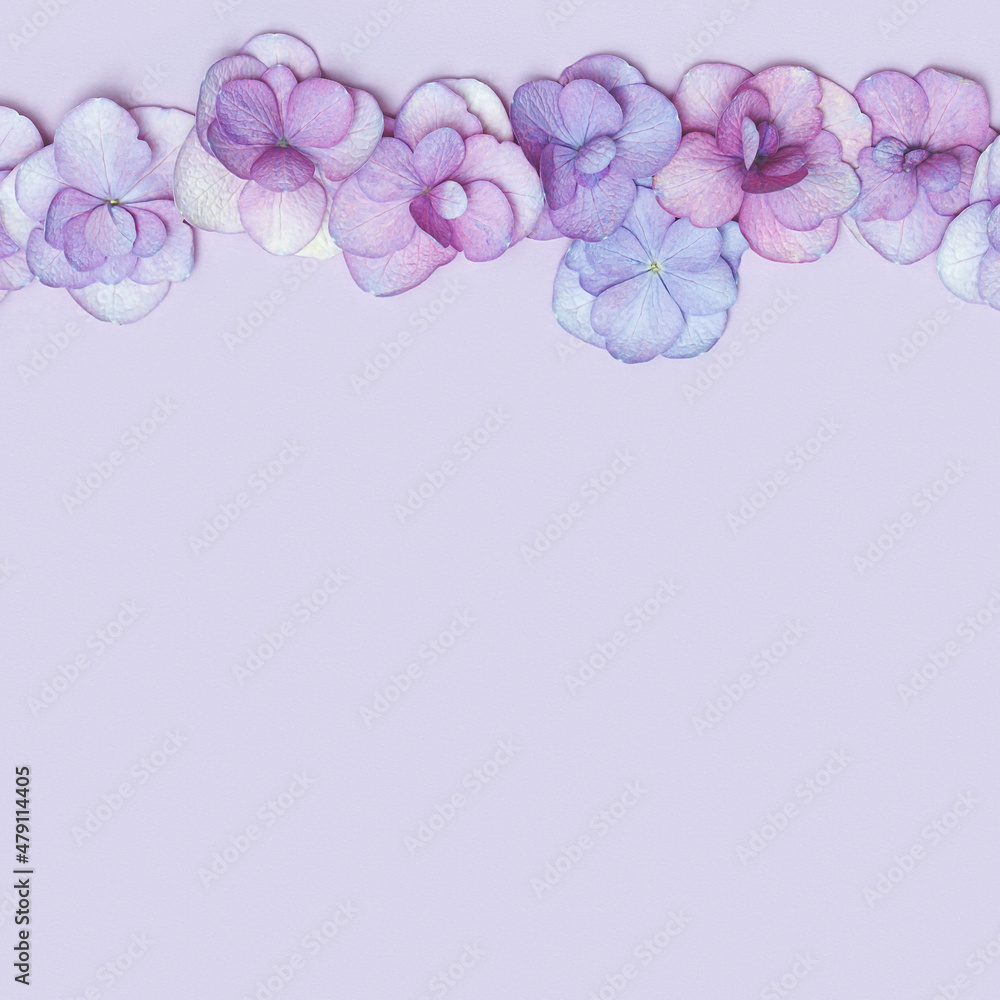 Minimal floral background with fresh Hydrangea flower, Very Peri colored flat lay. Monochrome image with fresh flowers. Holiday card or invitations for Mothers day, 8 March, Womens day. Minimal floral background with fresh Hydrangea flower, Very Peri colored flat lay. Monochrome image with fresh flowers. Holiday card or invitations for Mothers day, 8 March, Womens day.