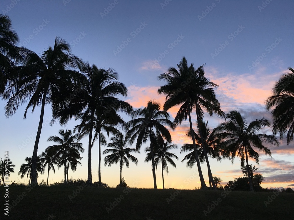 Lots of Palms with Sunset