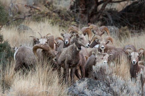 herd of bighorn sheep grouped together