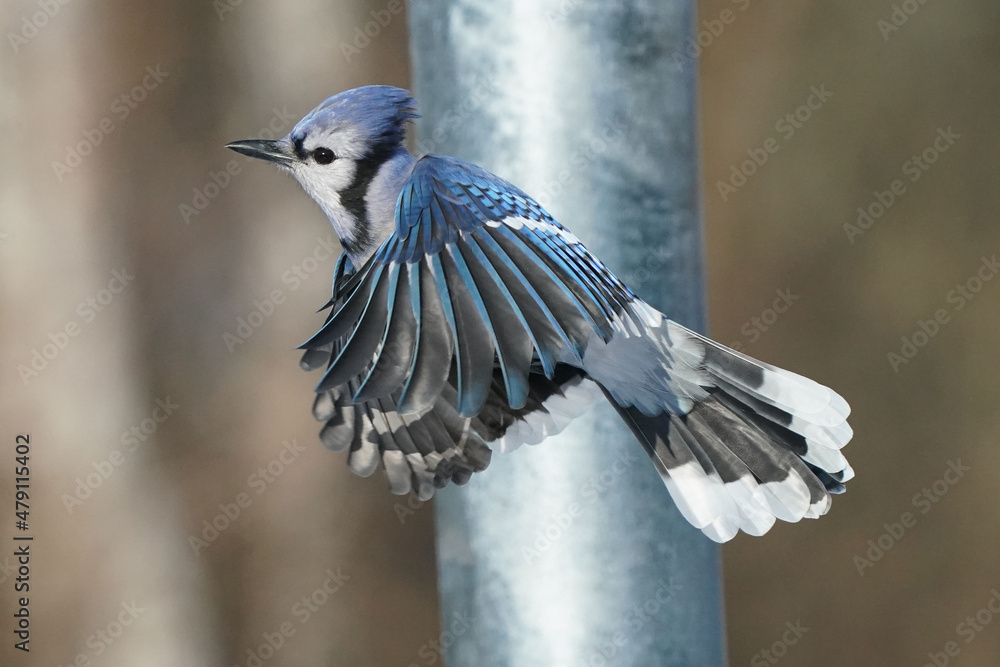 Fototapeta premium Blue Jays fighting and flapping around tray feeder fighting to get their share on bright sunny winter day