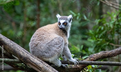 Fototapeta Naklejka Na Ścianę i Meble -  A ring-tailed lemur