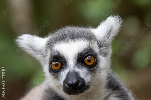 A ring-tailed lemur © Richard