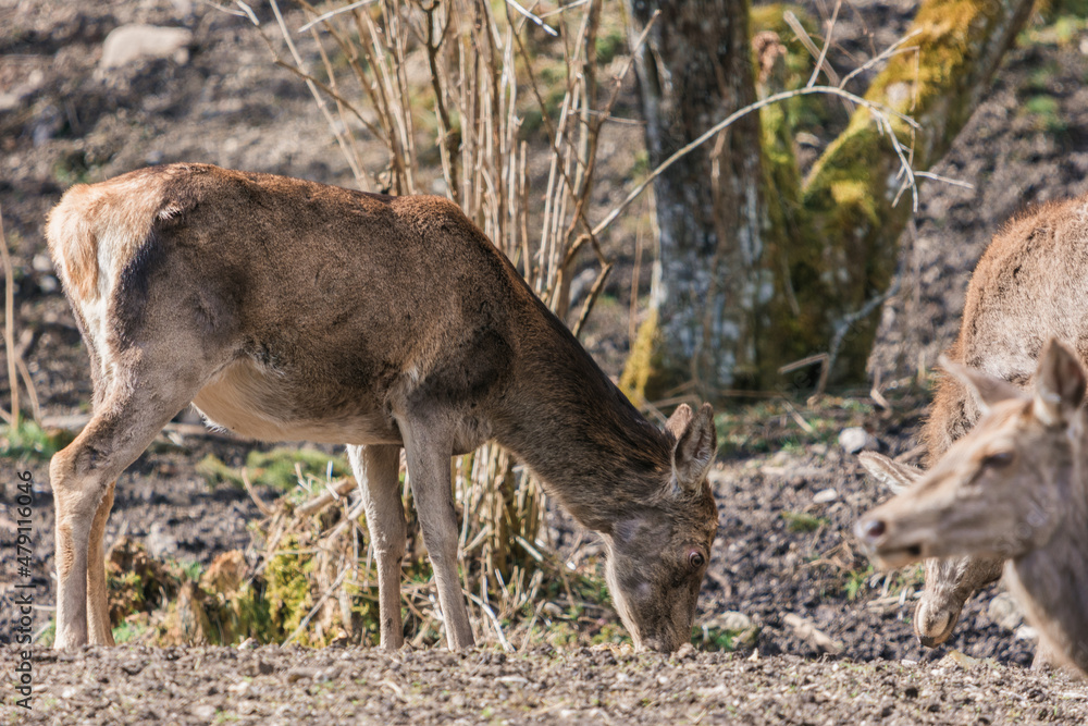 Hirschkuh äst auf einer Lichtung Hirschkuh äst auf einer Lichtung
