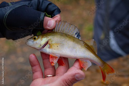 Fototapeta Naklejka Na Ścianę i Meble -  The caught fish in the hand of the fisherman. The fisherman caught a fish. Fish in hand.