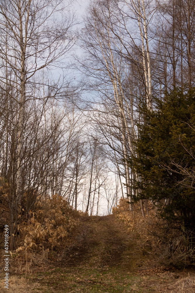 Fototapeta premium 春の山道
