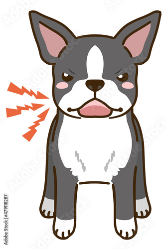 威嚇するボストンテリア（ブラックブリンドルホワイト）