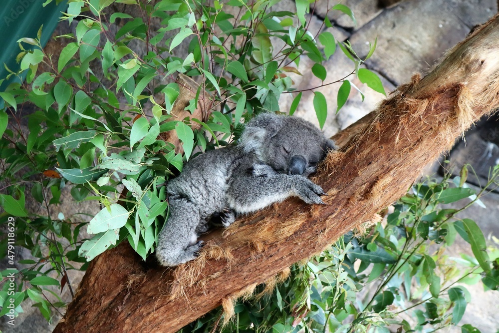 Fototapeta premium koala in a tree sleeping