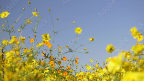 風に揺れる満開の黄色のコスモスの花畑、コピースペース