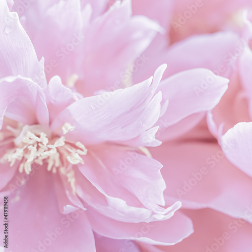 Soft focus, abstract floral background, pale pink peony flower petals