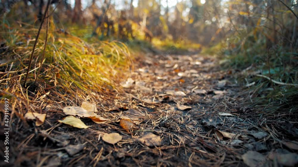 Narrow path with yellowed fallen leaves and pine needles in forest with coniferous trees at bright sunset light closeup slow motion Narrow path with yellowed fallen leaves and pine needles in forest with coniferous trees at bright sunset light closeup slow motion