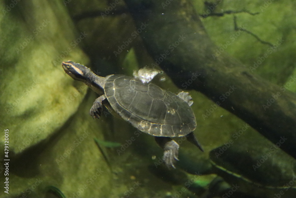 Obraz premium turtle in the water