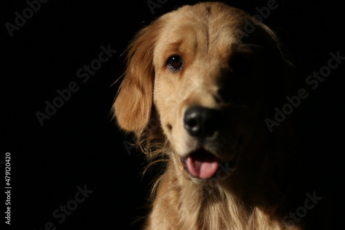 golden retriever portrait