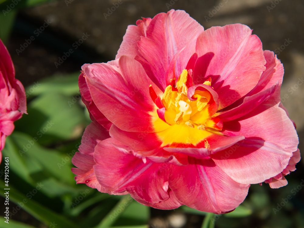 Close-up of an open tulip bud with elegant pink petals on a green background. Beautiful red-pink tulip flower in the spring garden