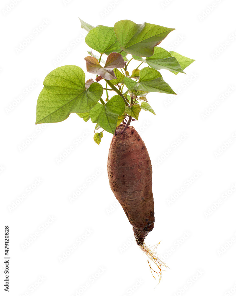 Sprouts of Sweet potato, Sweet potato root with young leaves, isolated on white background, with