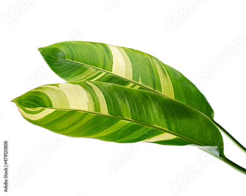 Heliconia variegated foliage, Exotic tropical leaf isolated on white background, with clipping path                              