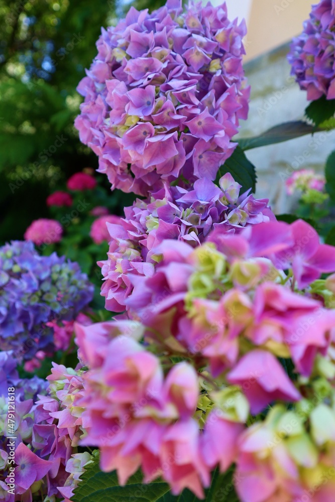 Purple hydrangea flower