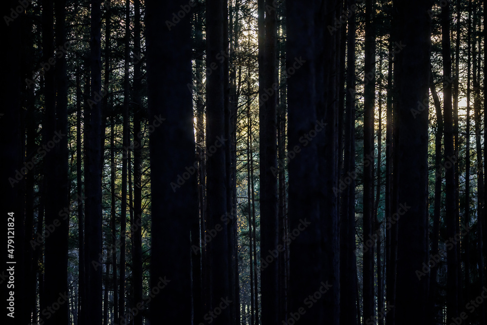 Fototapeta premium Selective focus photo. Bare trees in the forest. Shadows.