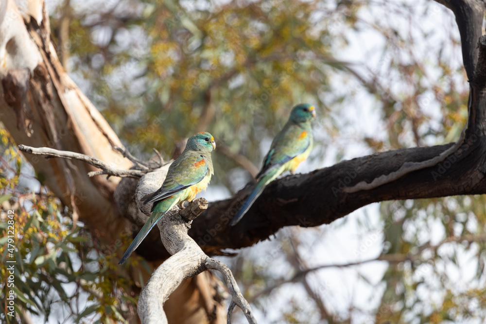 Mulga parrot Psephotellus varius in the mallee Mulga parrot Psephotellus varius in the mallee
