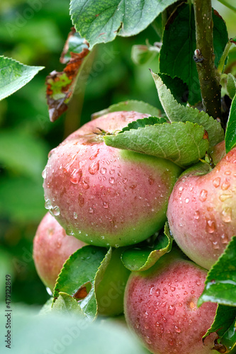 Obraz na płótnie Fresh red apples in organic orchard after rain