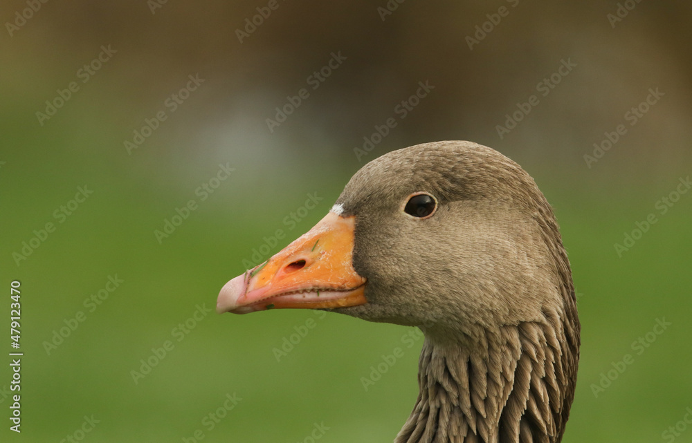 A head shot of a beautiful Greylag Goose, Anser anser. A head shot of a beautiful Greylag Goose, Anser anser.