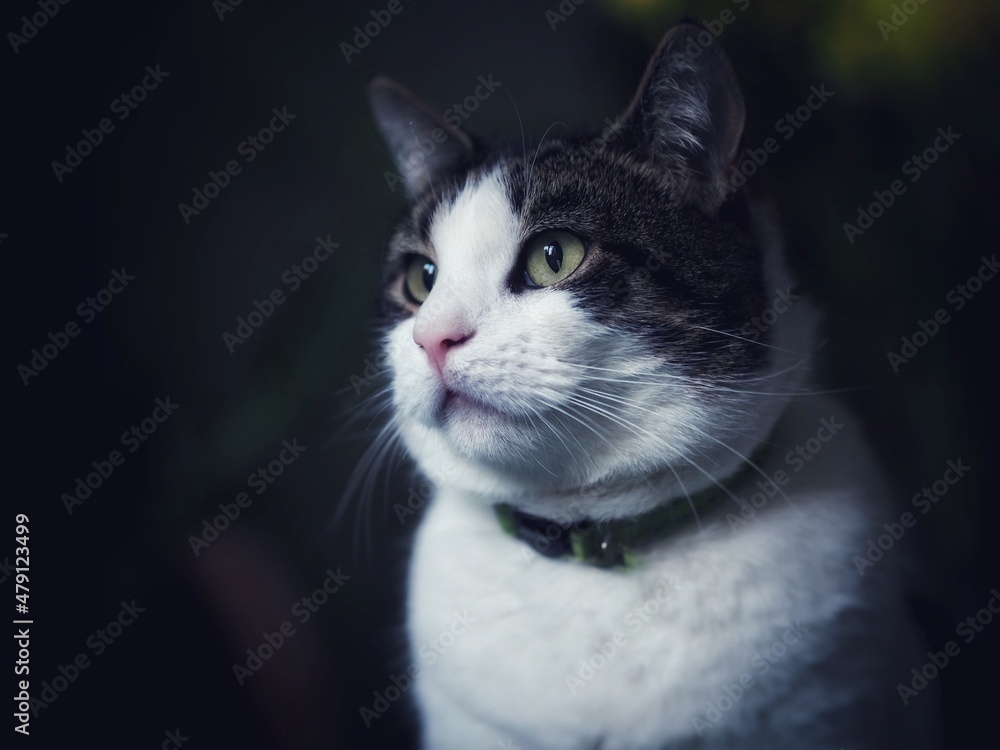 Tabby Cat Tabby Cat