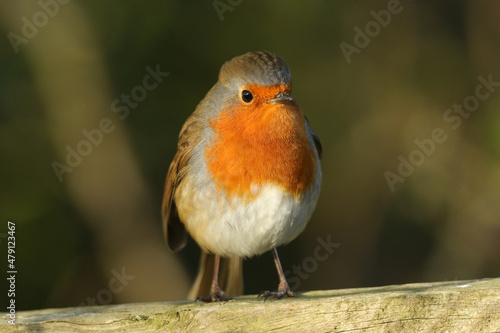 A beautiful Robin, Erithacus rubecula, perching on a wooden fence.
