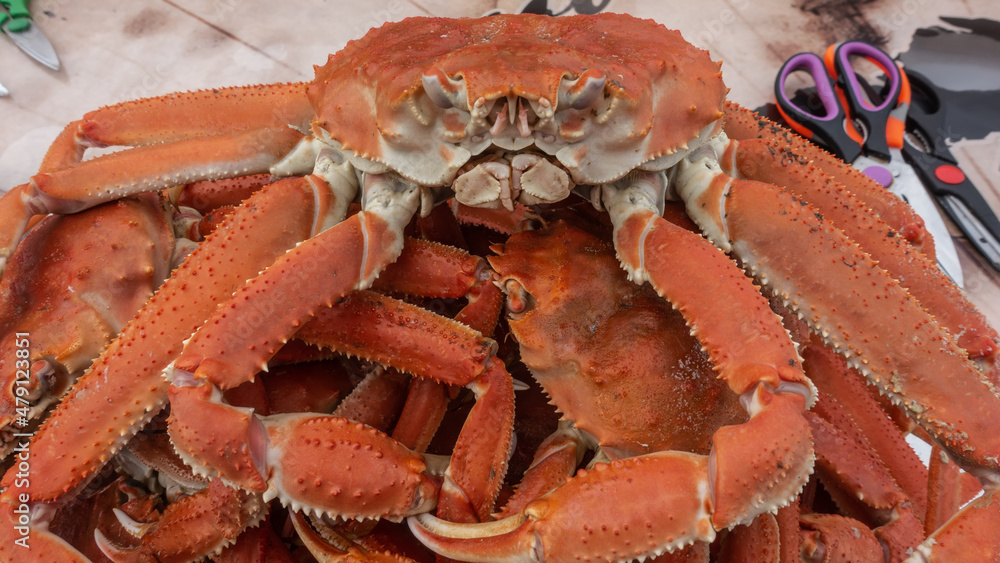 Boiled snow crabs are piled up. Close-up. Thorny legs, claws, eyes, bright red shells are visible. Kamchatka