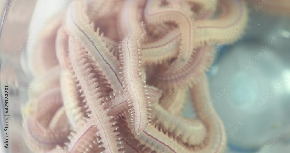 Sandworm Types Sand Worm (Perinereis sp.) is the same species as sea worms (Polychaete ...