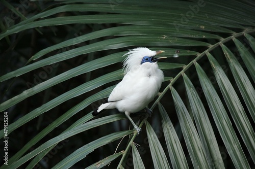 Bali Myna Bird Pearching on Fern Plant photo