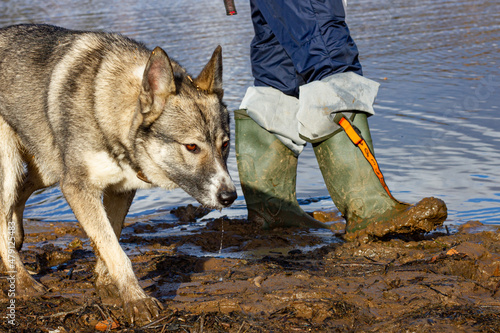 Hunting dog Laika (husky). West Siberian Laika (husky). Photo of a husky dog in late autumn while hunting.
