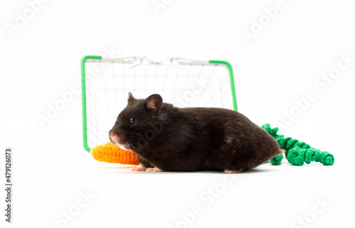 close up shot of black hamster and wheel isolated on white