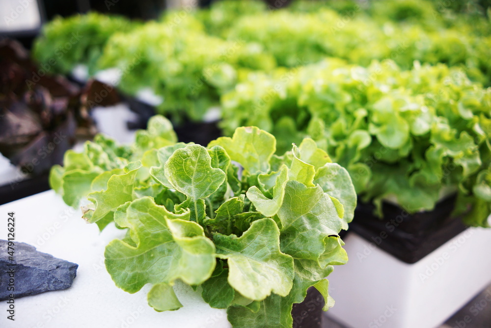 Hydroponic organic vegetables salad garden cultivation at home garden Hydroponic organic vegetables salad garden cultivation at home garden