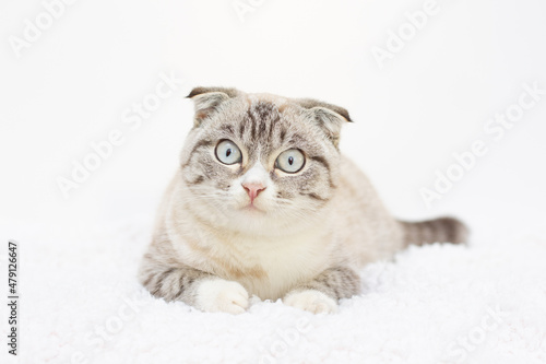 Lop-eared kitten on a magnificent white background.