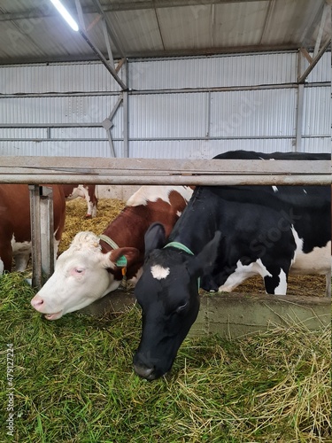 Cows on the farm, chewing feed. Farm