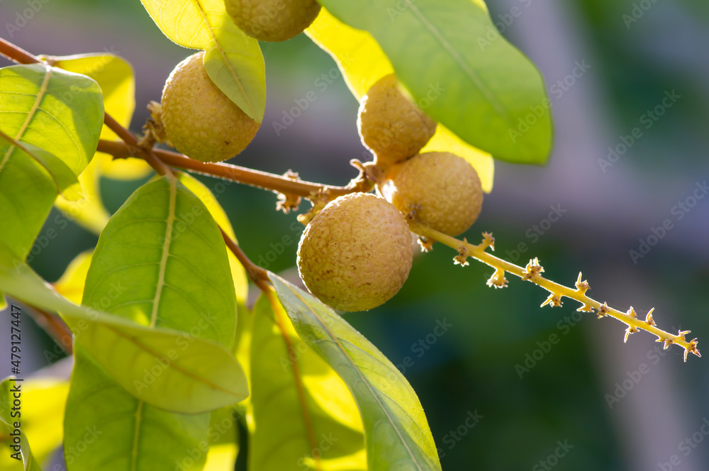 Longan ripe fruits (Dimocarpus longan) on the tree, in shallow focus Longan ripe fruits (Dimocarpus longan) on the tree, in shallow focus